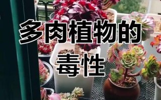 多肉植物对人体真有危害吗？