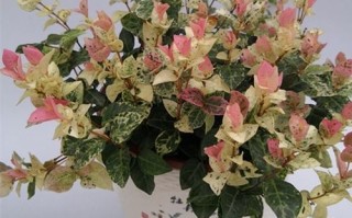 黄金花叶蔓能水培吗？