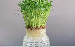 水培植物常见图片有哪些？