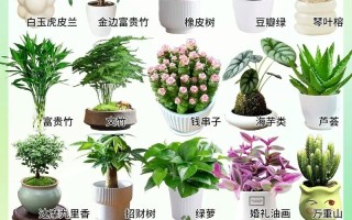 办公司适合养什么盆栽？