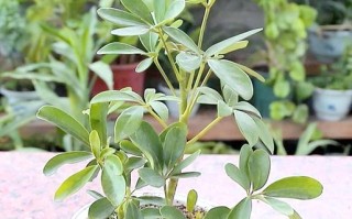 鹅掌木水培要注意哪些事项？