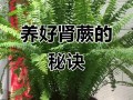 肾盆栽怎么养才好？