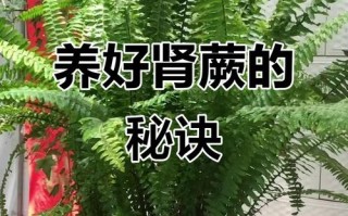 肾盆栽怎么养才好？