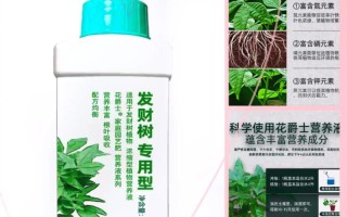 水培发财树用什么肥？怎么施肥？