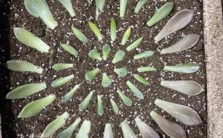 多肉发芽叶子怎么移植？