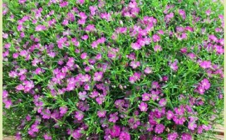 满天星种子如何盆栽？