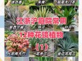 室外盆栽植物有哪些常见名称？