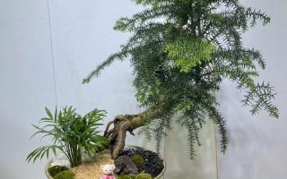 杉树盆栽适合摆放在家中何处养护？