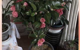 茶花开花前浇水要注意什么？