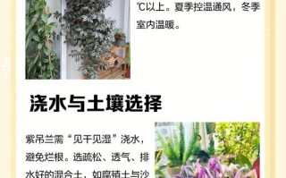 紫叶吊兰水培怎么养才好？