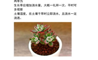 水培多肉多久浇一次水？