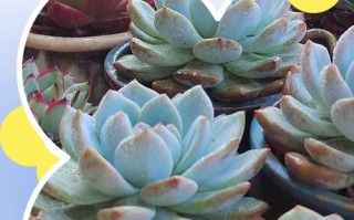 冬天多肉移栽可行吗？