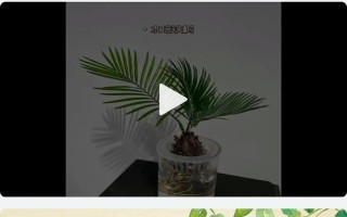 水培绿萝用生根粉怎么操作？