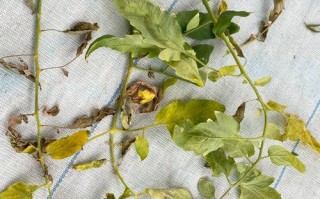 盆栽小西红柿叶子蔫了