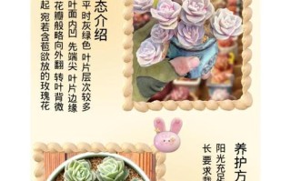 食用玫瑰适合盆栽吗？