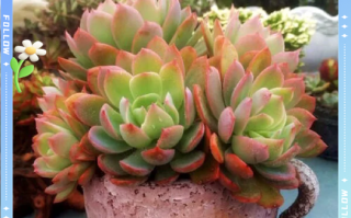 多肉植物罗琦如何繁殖