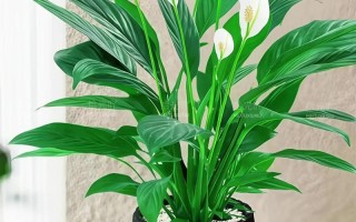 水培植物哪种好养活？新手必看！