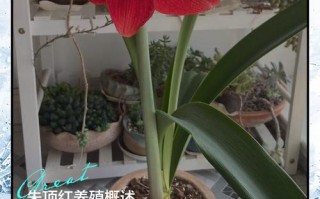 进口盆栽朱顶红怎么养好？