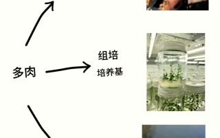 多肉植物繁殖培育有啥诀窍？