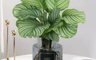 所有竹芋都能水培吗？