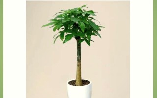 发财水培最佳时间是什么时候？