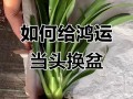 盆栽红运当头浇水要注意什么？