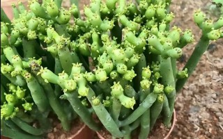 多肉珊瑚怎么养才好看？