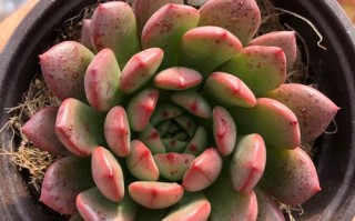 红宝石多肉图片是真实植株还是精修图？