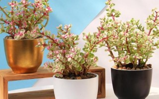 雅乐之舞水培水位该加多少？