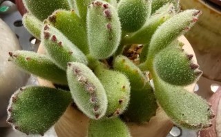 月光女神多肉花形似何物？