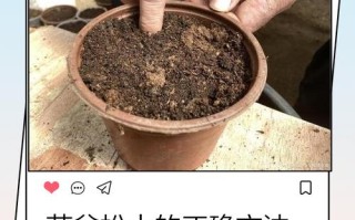 盆栽怎么提高土壤肥力