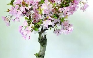 花卉硬叶盆栽海棠图片