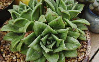 入夏多肉难养？现在买还来得及吗？