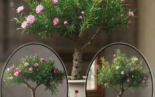 盆栽松红梅叶子干枯怎么办？