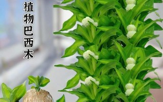 水培巴西木会开花吗？