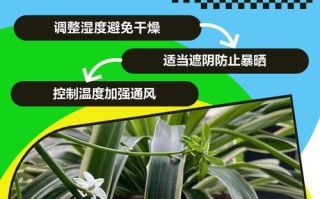 吊兰发黄该施啥肥？