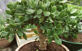 玉树能嫁接哪些多肉？