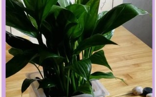 水培白掌如何养才能开花？