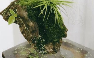 什么盆栽能和菖蒲共养？