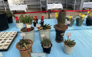 山东济南多肉批发基地在哪里？