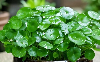 水培铜钱能加复合肥吗？