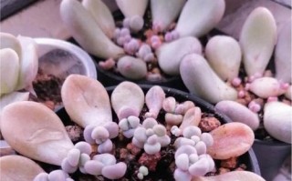 多肉刚发芽需要喷水吗