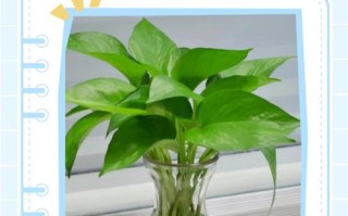 水培绿萝怎么才能长出来？