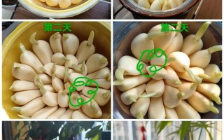 水培大蒜头和土培区别在哪？