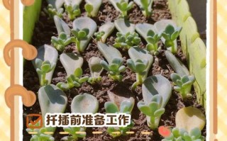 多肉分枝怎么繁殖？