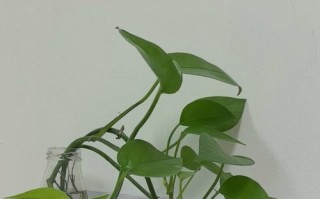 绿萝水培断水，究竟能撑多久？