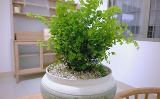 铁线蕨盆栽用什么土长得好？