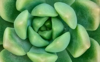 多肉植物叶片上喷水后