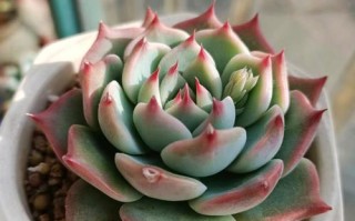 吉娃娃多肉怎么养才好看？