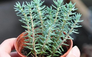 多肉植物塔松花朵图片